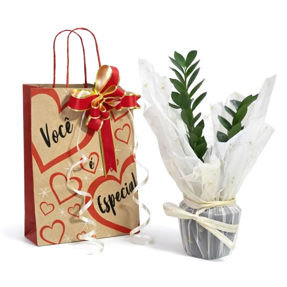 Kit Presente com Planta Zamioculca Baby