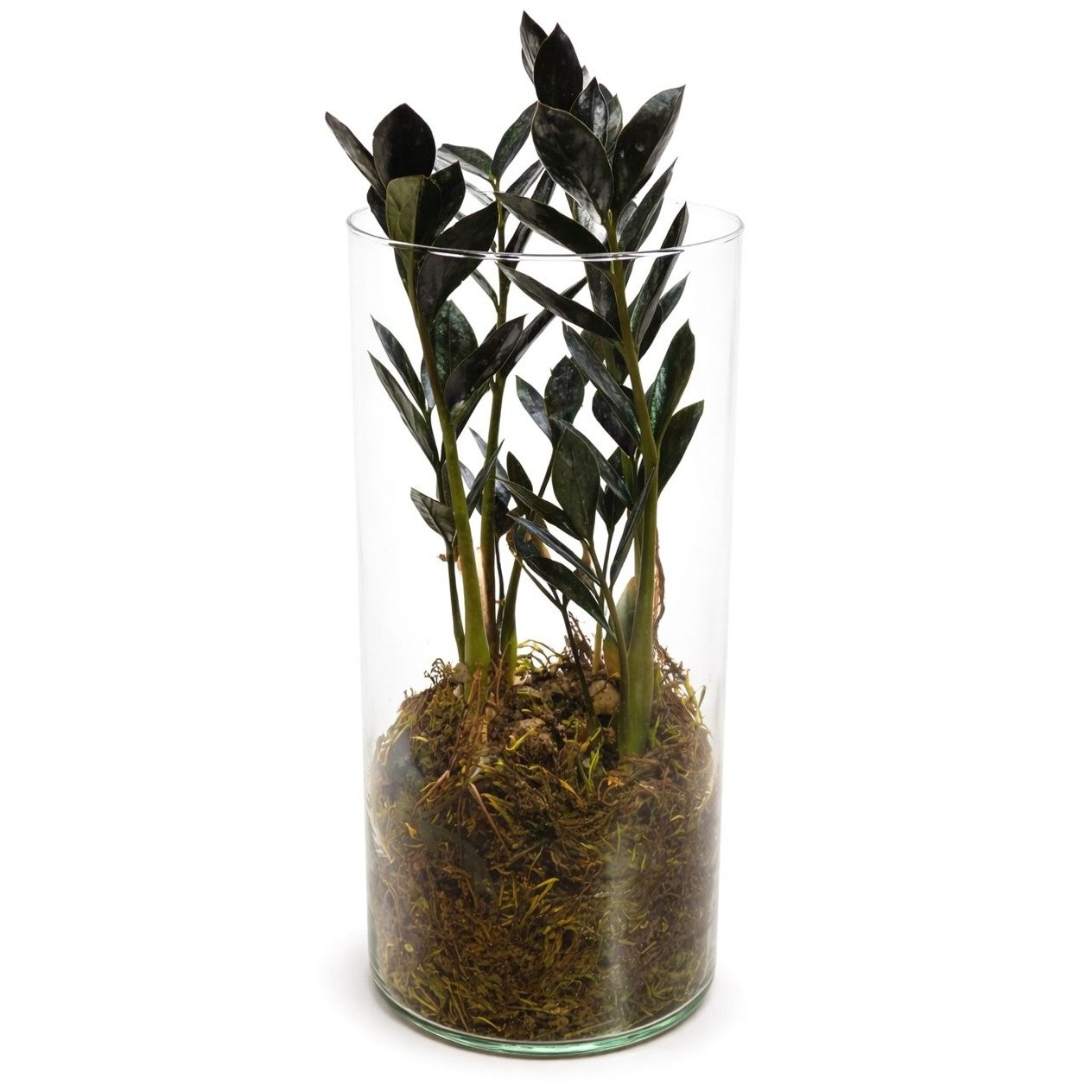 Arranjo em Vidro com Black Zamioculca (Planta da Fortu