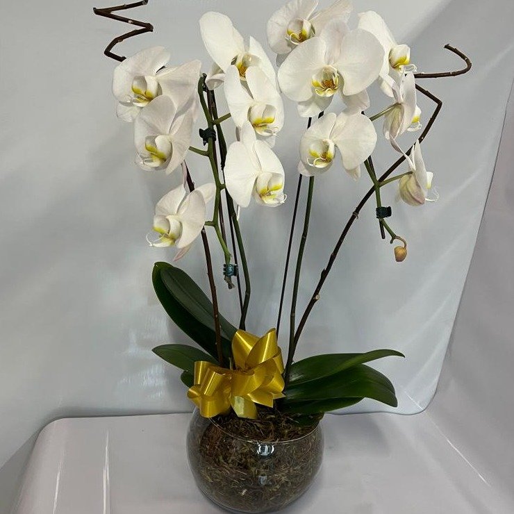 Orquídea Branca Grande em Vaso de Vidro 