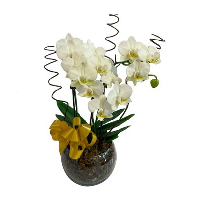Orquídea Média Branca em Vaso de Vidro