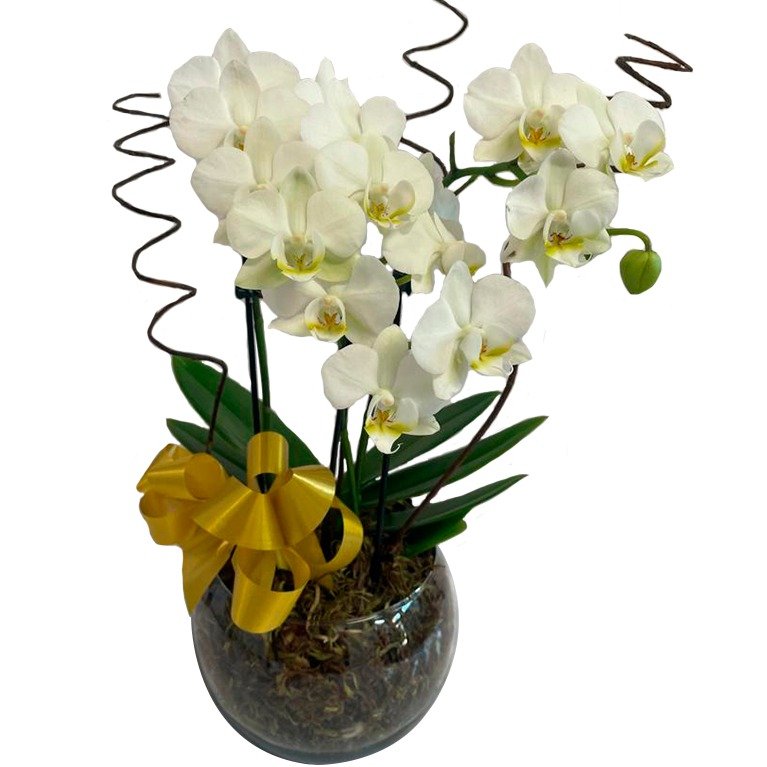 Orquídea Média Branca em Vaso de Vidro 