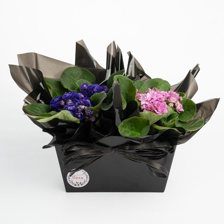 Cesta com Violetas Especiais para as Mamães