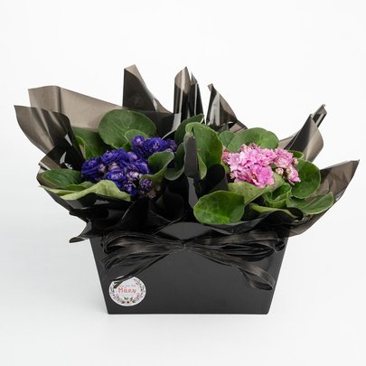 Cesta com Violetas Especiais para as Mamães
