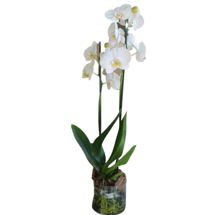  Orquídea Phalaenopsis 