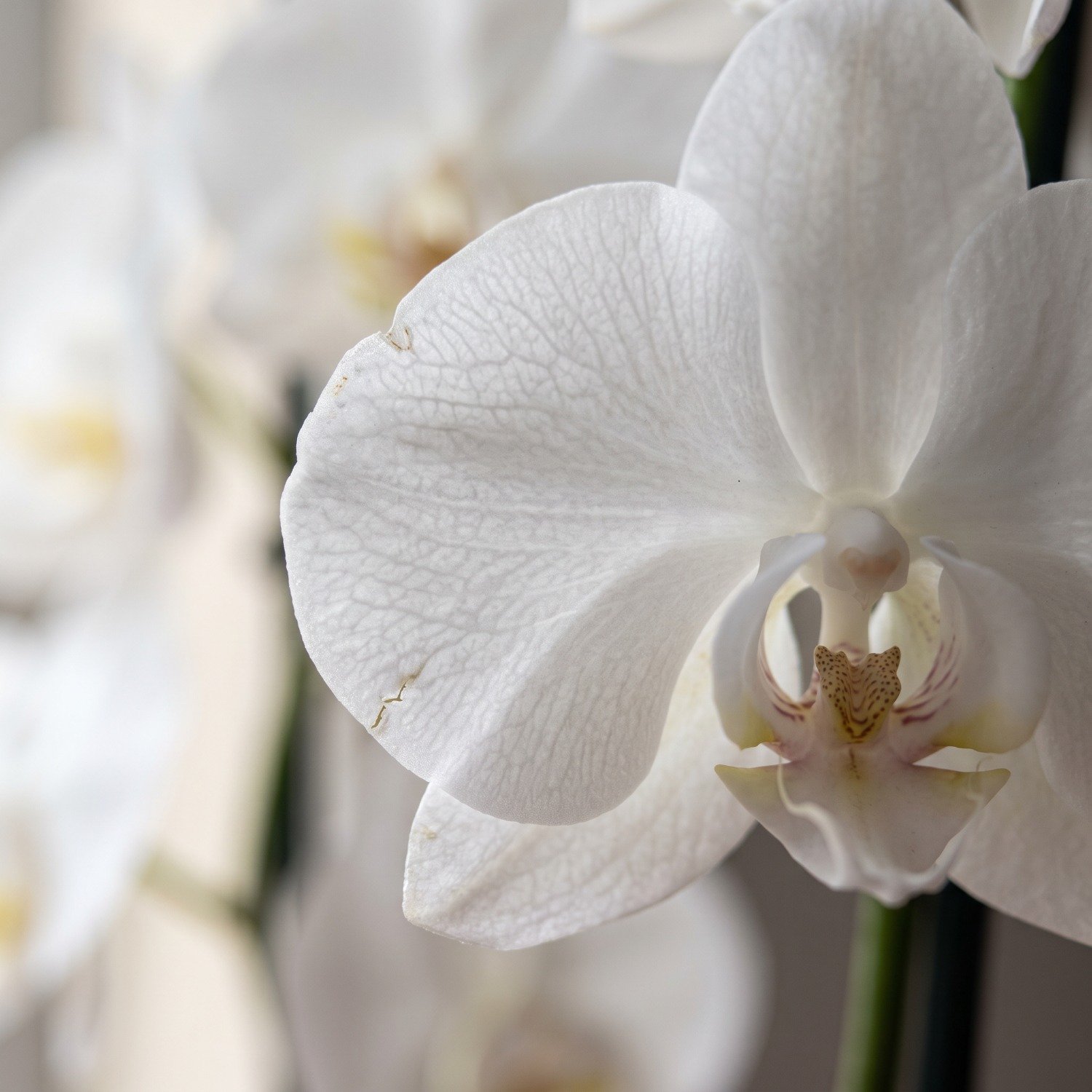 Orquídea Phalaenopsis Presente