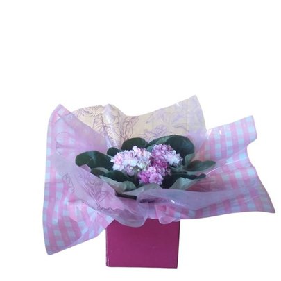 Violeta Presente