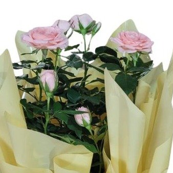 Mini Rosas