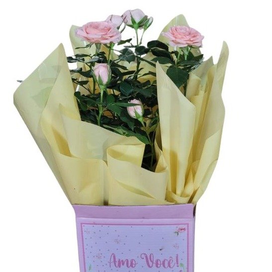 Mini Rosas