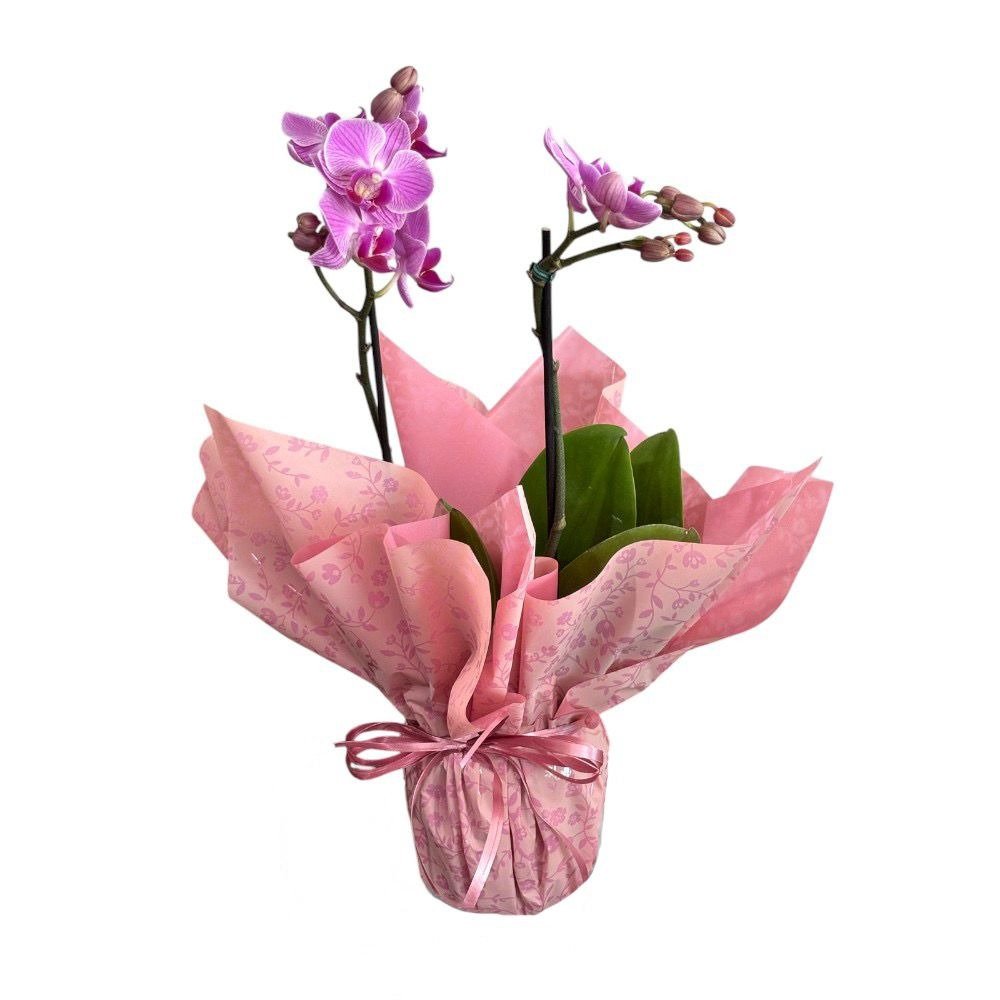 Mini Orquidea Plantada Rosa