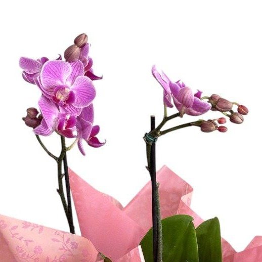 Mini Orquidea Plantada Rosa