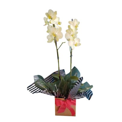 Orquidea Doce Beleza - Phalaenopsis