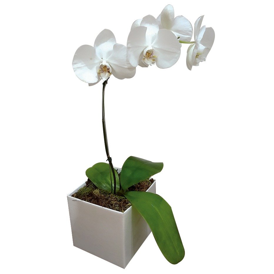 Orquídea Phalaenopsis Branca No Caxhepot | Nova Flor