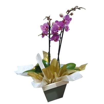 Orquídea Bela Amore