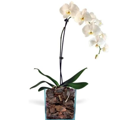 Orquídea Phalaenopsis Branca No Vidro