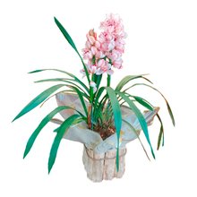 Orquídea Cymbidium Plantado