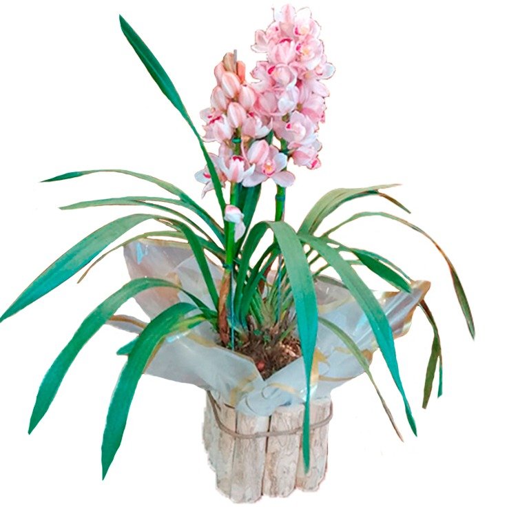 Orquídea Cymbidium Plantado 