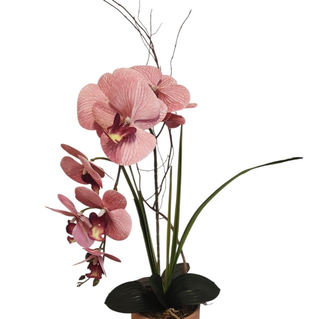  Orquídea Phalaenopsis Rose no Vaso Terracota 