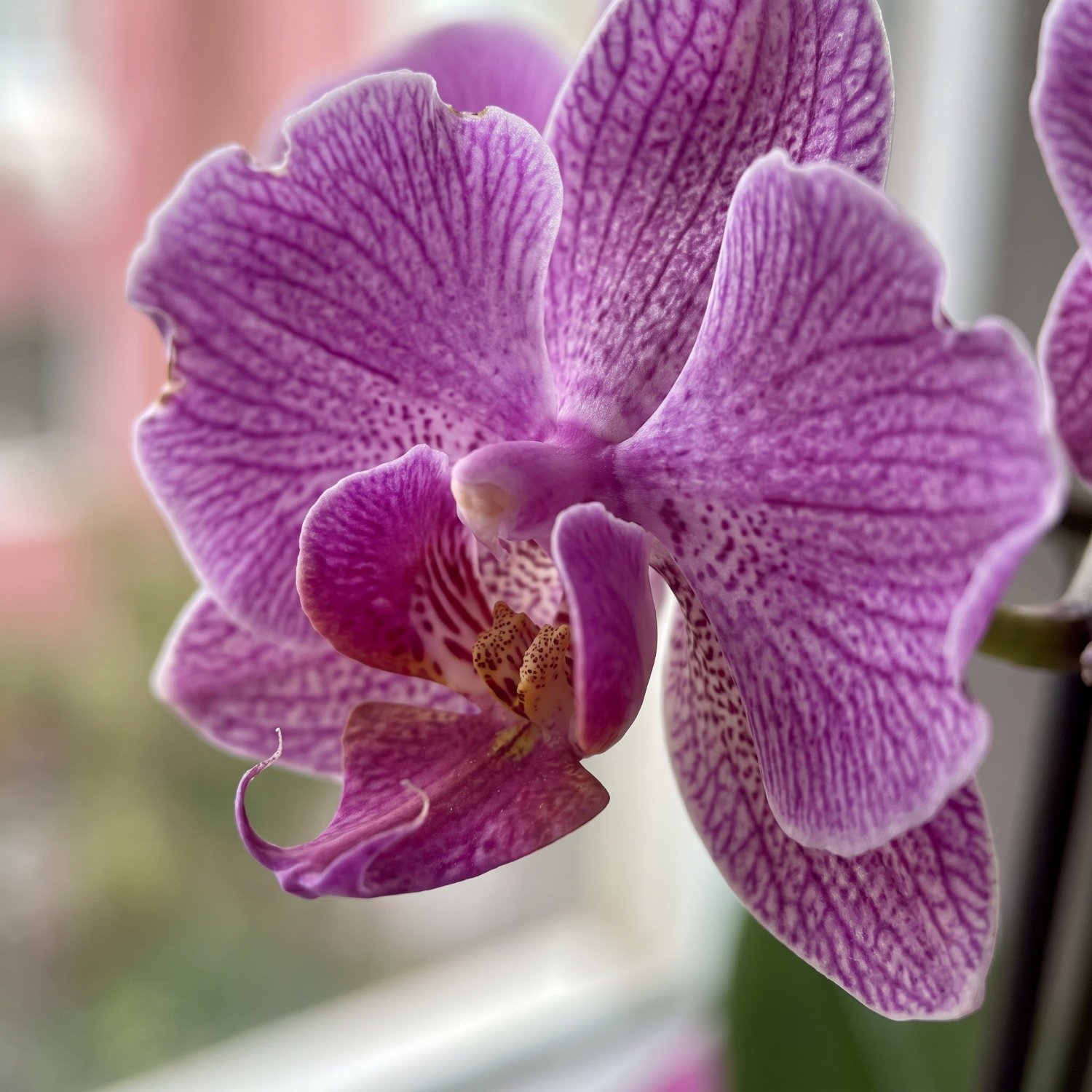 Mini Orquídea Lilás no Cachepô
