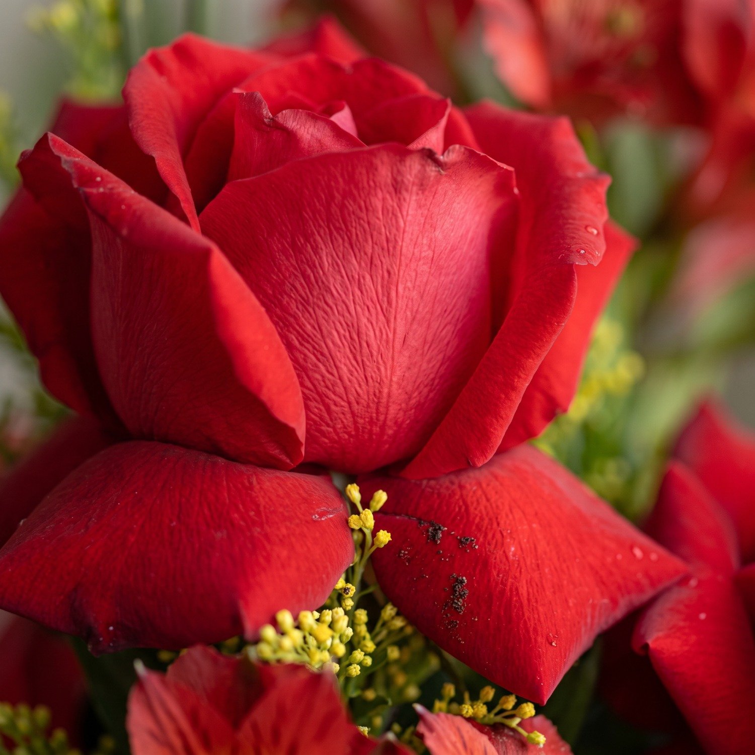 Bolha de Rosas Vermelhas