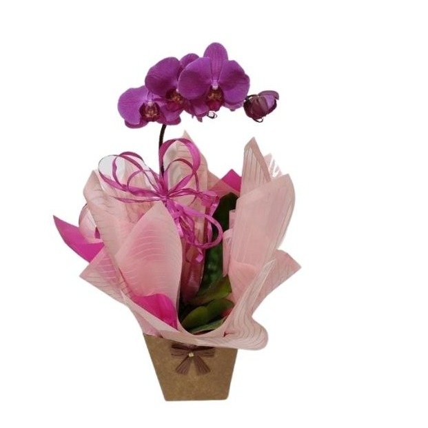 Orquídea Pink 