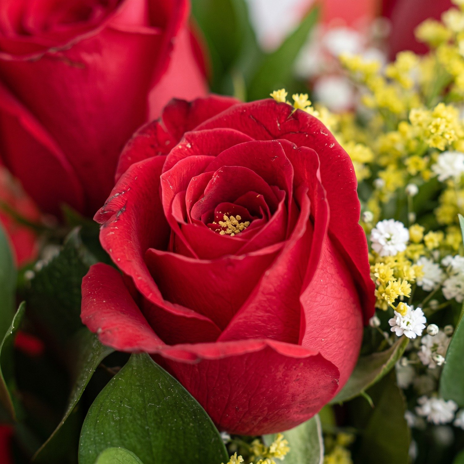 Buquê de 3 Rosas Vermelhas com Tango e Gipsofila