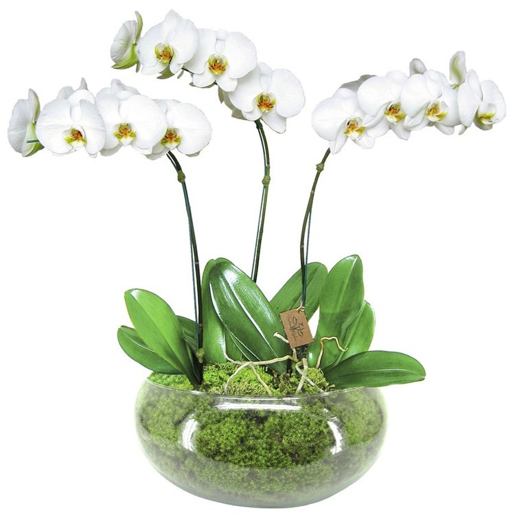 Trio de Orquídeas | Nova Flor