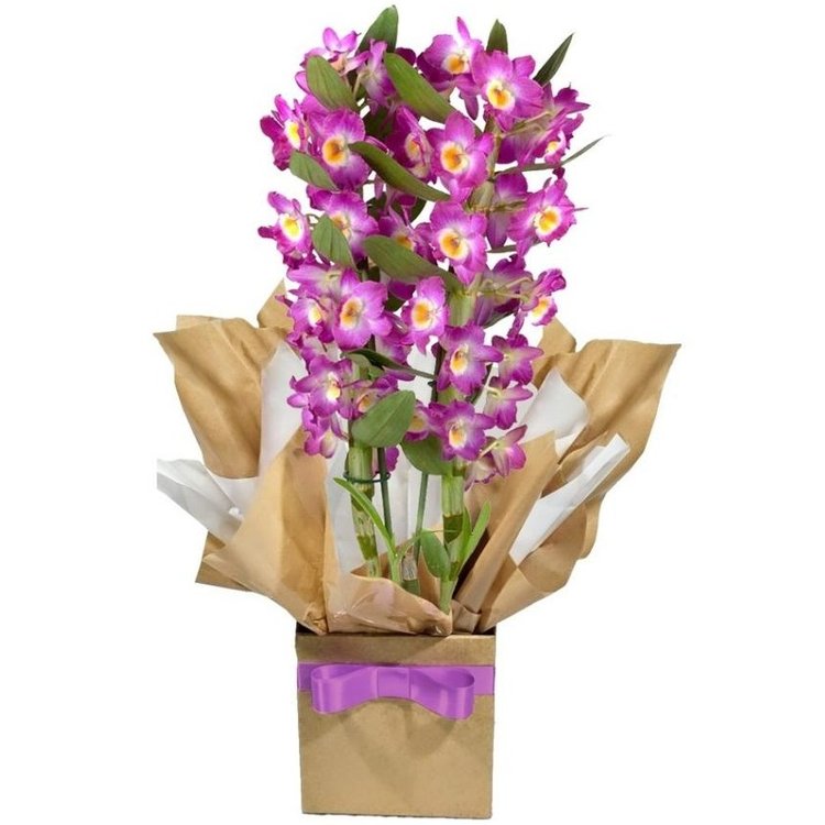 Orquídea com Afeto | Nova Flor