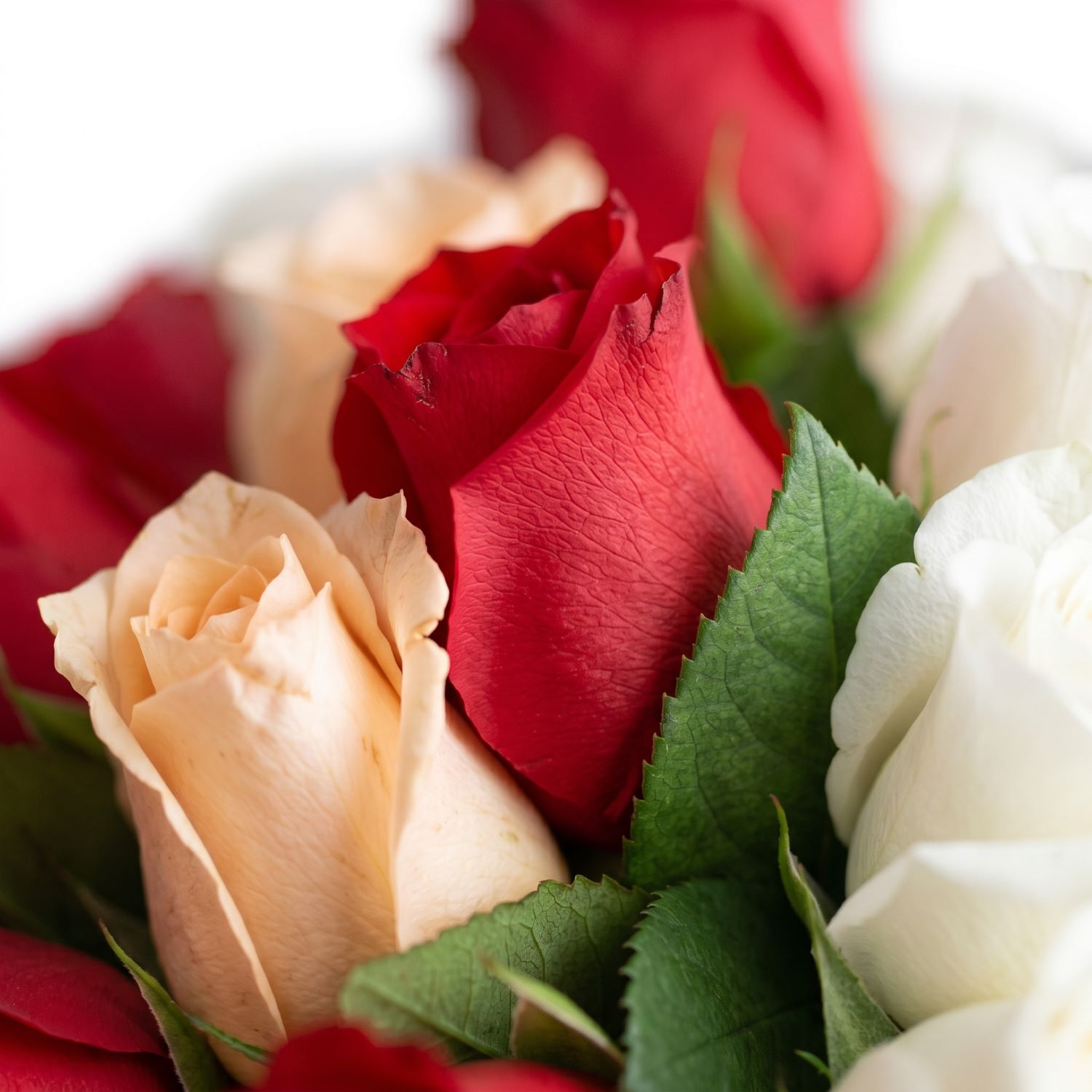 Elegante Buquê De 18 Rosas Mescladas