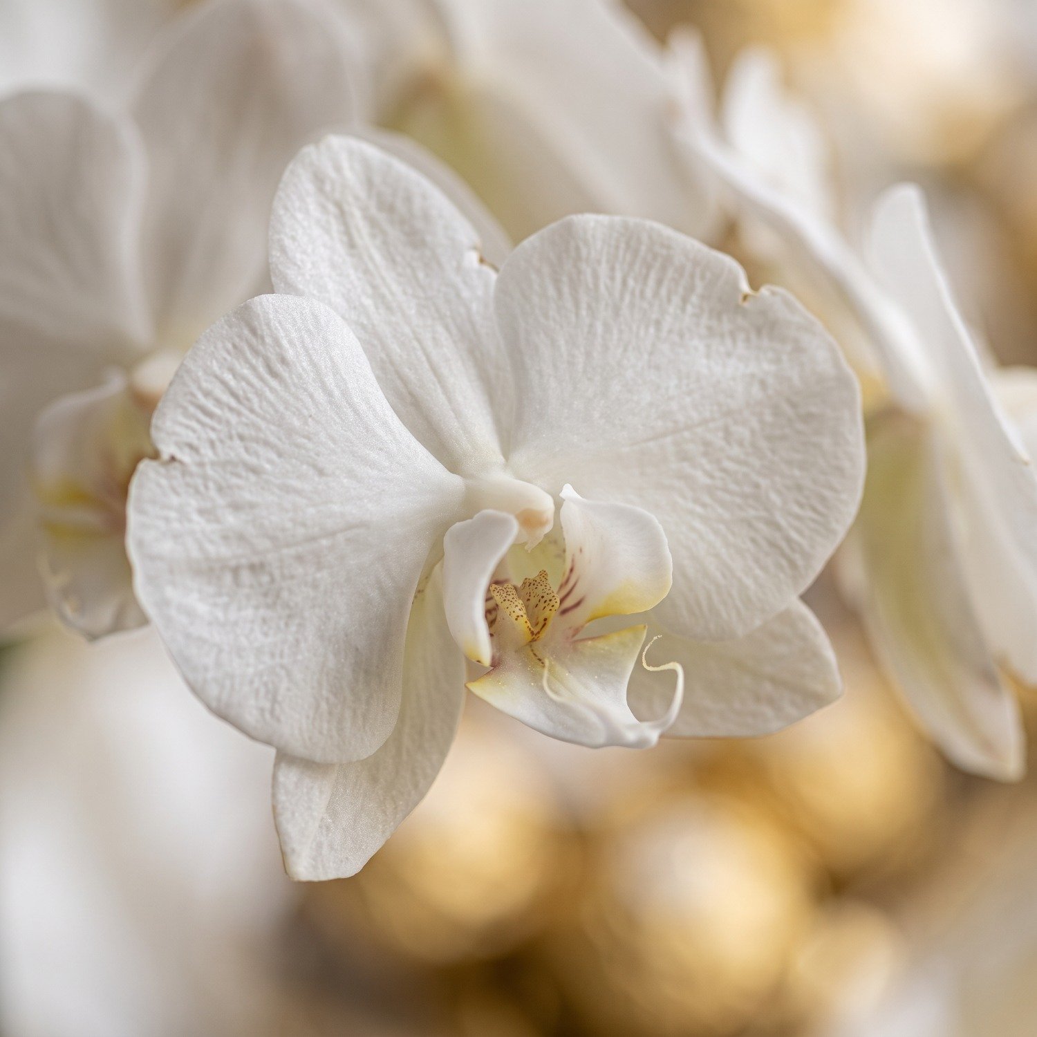 Maravilhosa Orquídea 
