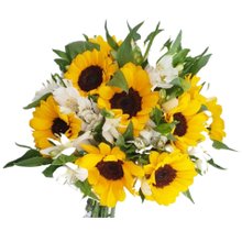 Girassóis e  Astromélias