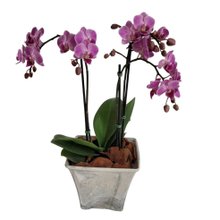 Orquídea Mine Rara Rosa