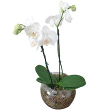 Vaso de Vidro Mini Orquídea Branca 