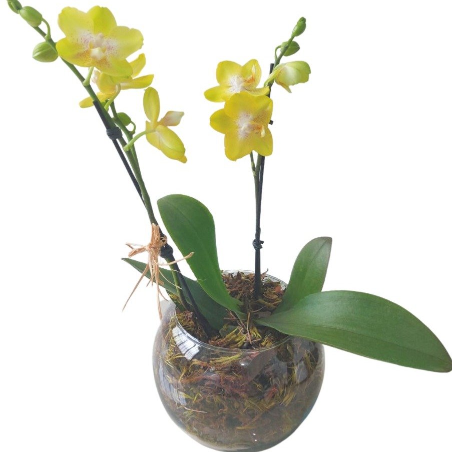 Vaso de Vidro Mini Orquídea Amarela | Nova Flor