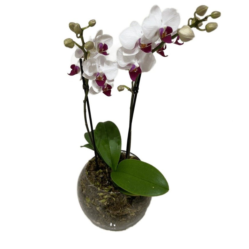 Vaso de Vidro Mini Orquídea Mesclada 