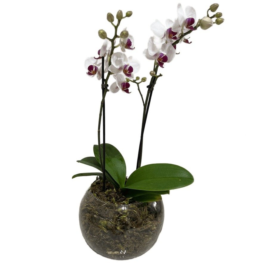 Vaso de Vidro Mini Orquídea Mesclada 