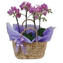 Cesta de Palha com Orquídeas 