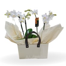 Cesta Premium Orquídeas Phaenopolis Brancas
