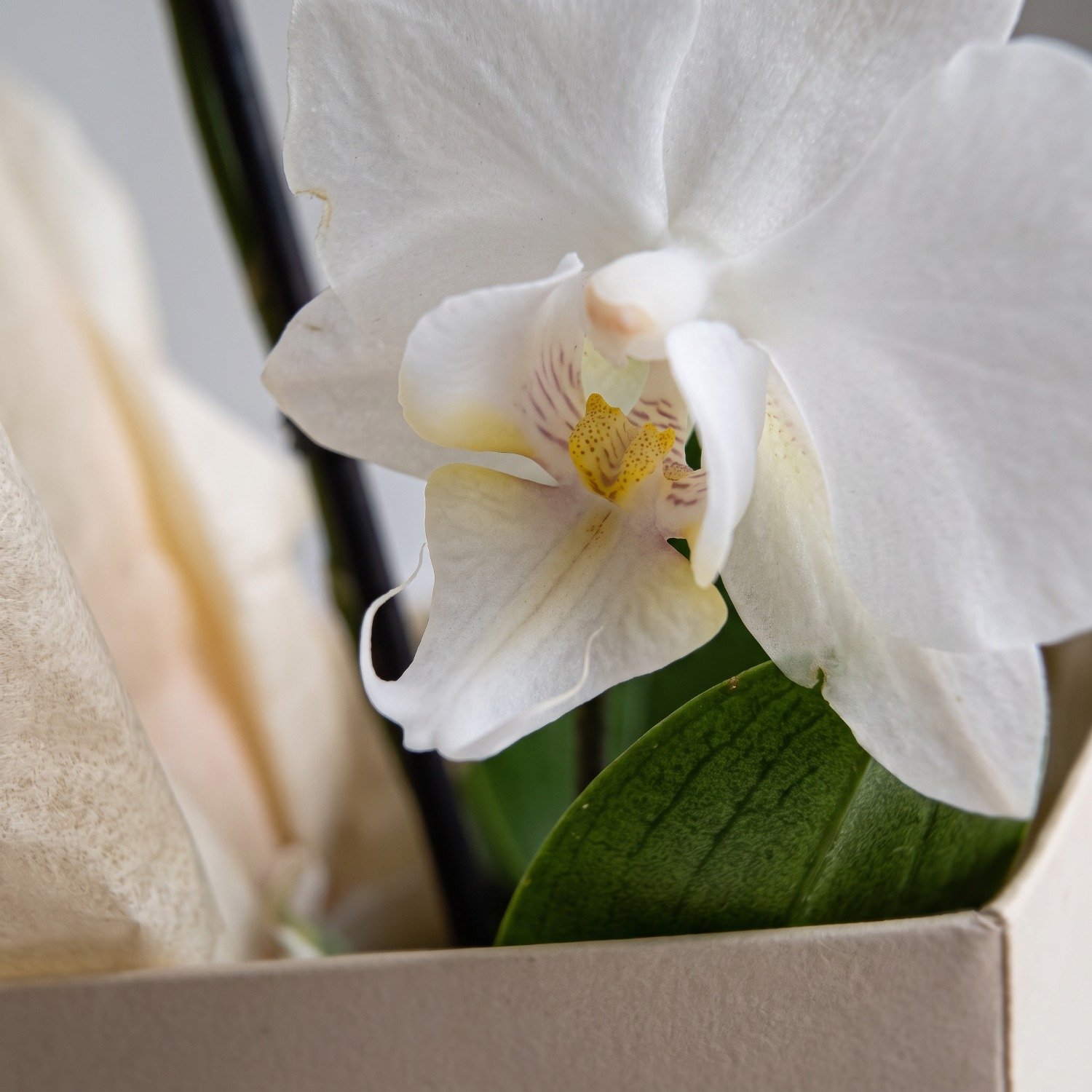 Cesta Premium Orquídeas Phaenopolis Brancas