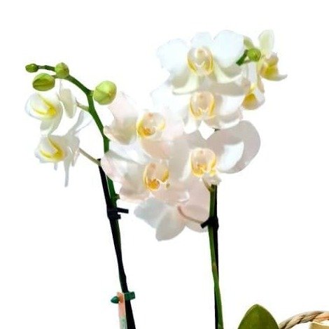 Cesta de Palha com Orquídea, Bombons e Espumante 