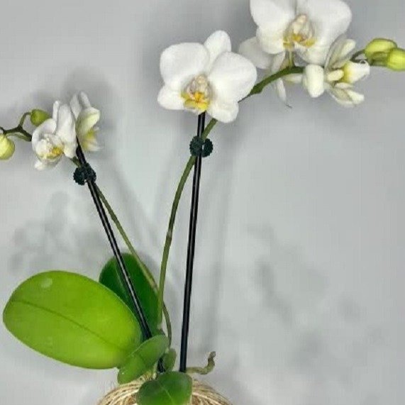 Kokedama de Orquídea na Cor Branca
