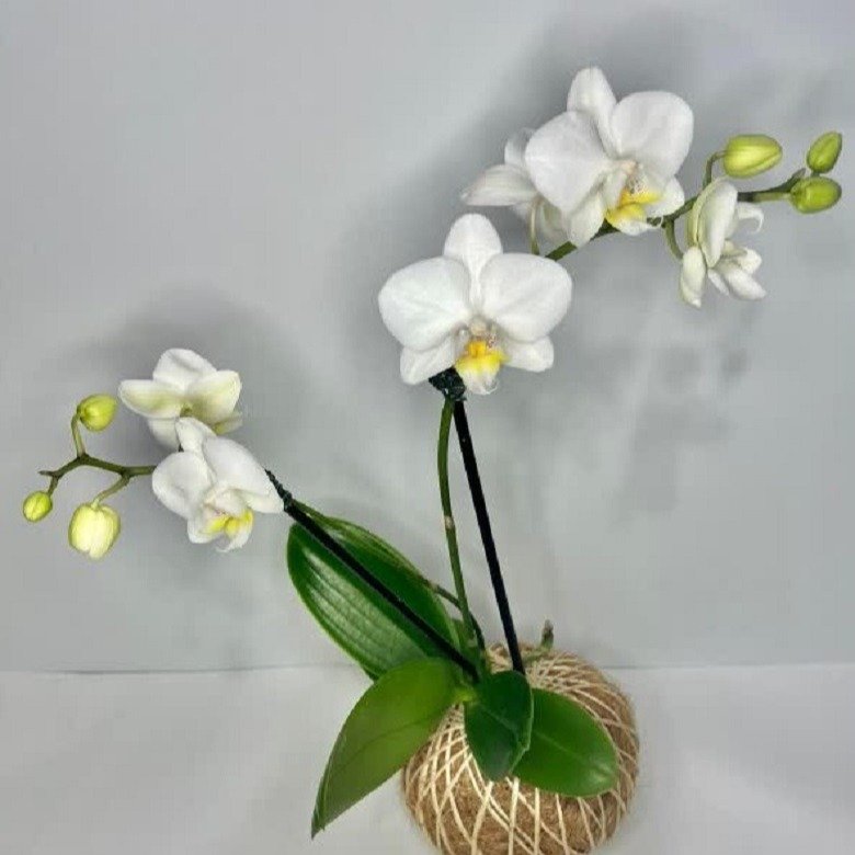Kokedama de Orquídea na Cor Branca