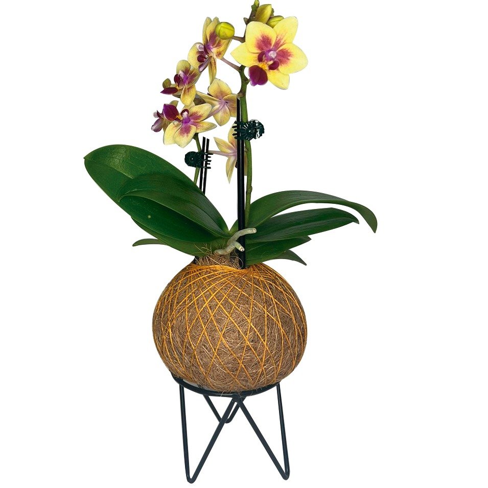 Kokedama de Orquídea Amarela Mesclada | Nova Flor
