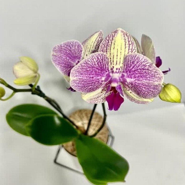 Kokedama de Orquídea Mesclada Amarelo e Lilás