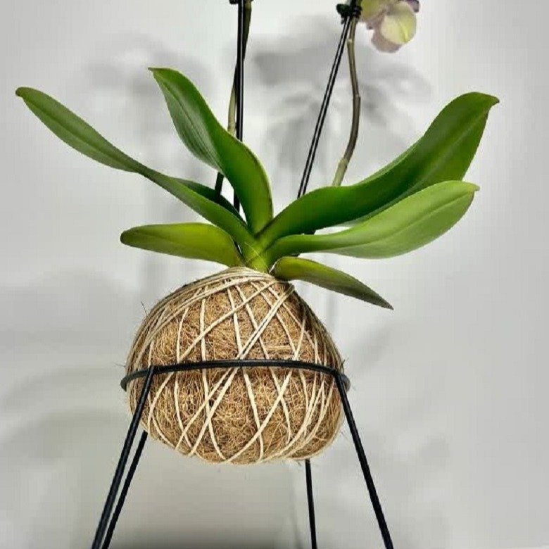 Kokedama de Orquídea Mesclada Amarelo e Lilás