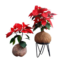 Kokedama de Bico de Papagaio