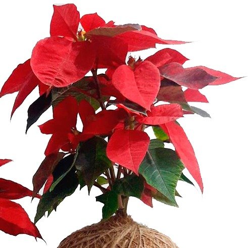 Kokedama de Bico de Papagaio