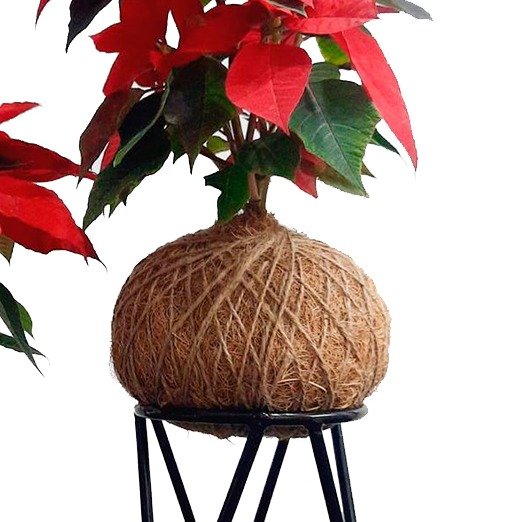Kokedama de Bico de Papagaio