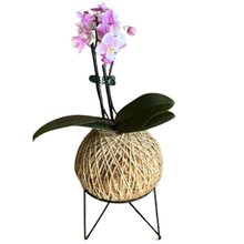 Kokedama de Orquídea Rosa Claro