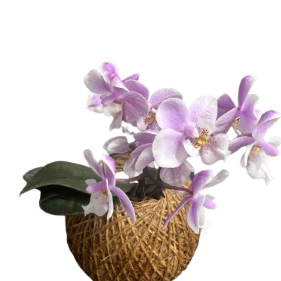 Kokedama de Orquídea Rosa Claro 