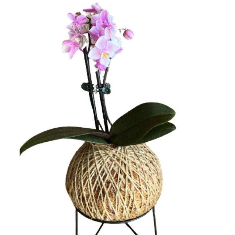 Kokedama de Orquídea Rosa Claro 